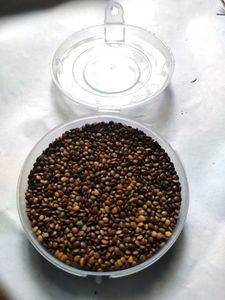 Mimosa Pudica seed