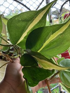 Pothos Plant