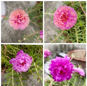 Four Colours Of Portulaca Flower Cutting