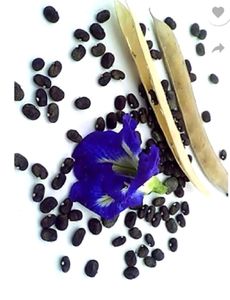 Shanku pushpa Seeds