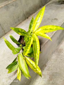 Variegated Epipremnum Pinnatum &amp; Dracaena Bundle