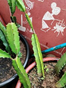 red Dragon Fruit Cactus Plant cuttings with roots