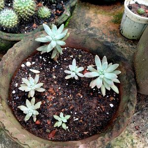 assorted cactus collection