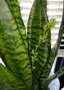Snake Plant