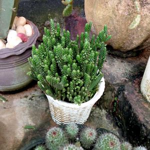 assorted cactus 🌵