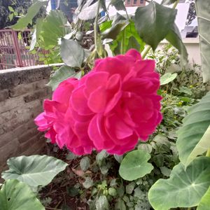 Beautiful Rose🌹stem