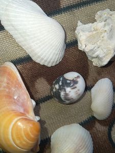 Shells (24pcs)