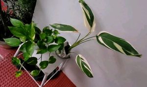 Set 2 Beautiful Money &amp; Nevernever Plant