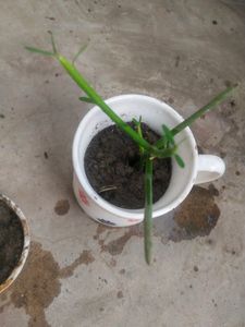 Combo Of 3 Plant Well Rooted