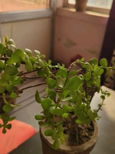 Jade Plant Cutting
