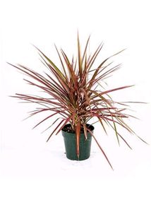 Dacina Plant Pk 1