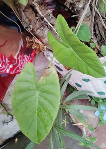 Elephant Ear Plant