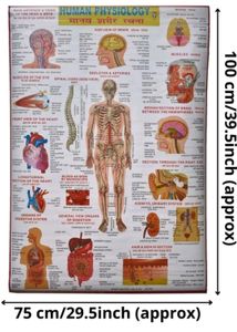 Chart Of Human Physiology