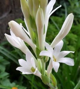 Rajanigandha (Tuberose, Nishigandha)