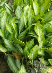 Combo Of 2 Variety Agloneama Plant