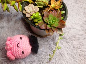 SUCCULENTS COMBO of 9