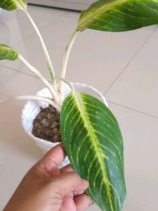 Live Indoor Plant