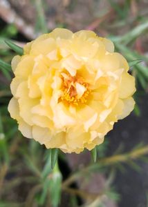 ALL 5 FLOWER CUTTING