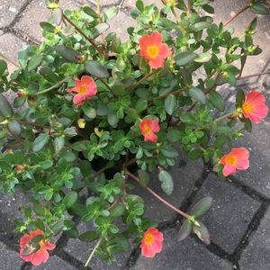 Purslane 7 Stems