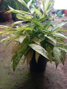 Artificial Plant