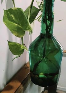DIY Wine Bottle Planter
