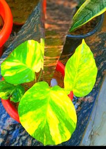 Bonsai Of Adenium plant With Combo