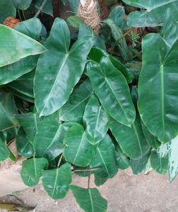 Philodendron With Roots