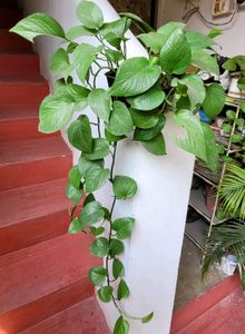 Evergreen Money Plant 🪴 & pot