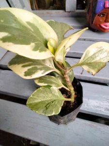 Air Purifying Snygonuims N Peperomia Combo