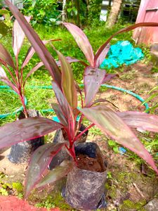 Dracaena Plant Same Size(Only One)