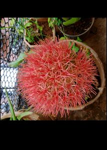 Football Liya Flower