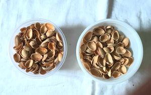 Pista Shells For Art And Craft