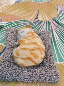 2 Cat