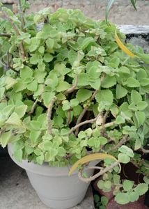 Mexican Mint