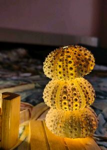 Original Shells - Rare And Beautiful ☘️