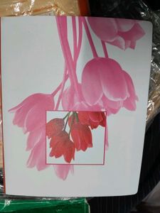 Photo Album And Phot