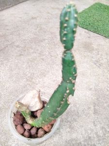 Collection Of Seccullents And Cactus Combo