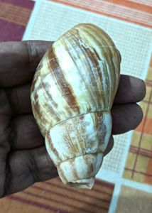 Striped Seashell Figurine