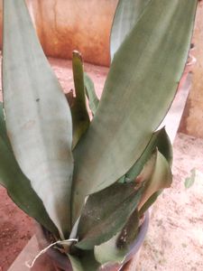 Moonshine Snake Plant With Root