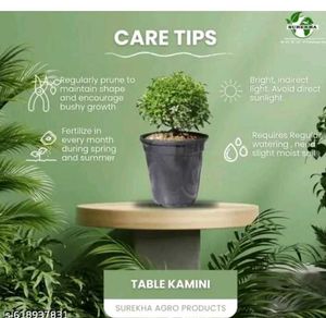 kamani plant ☘️ indore plan