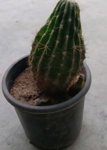 Unique Cactus Plant