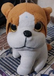 It&#39;s Toy Dog