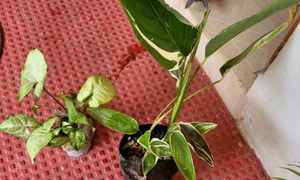 Set 2 Arrowhead &amp; Never.. Plants