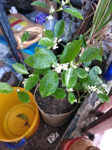 Mini Japanese Orange Plant