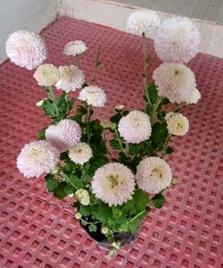 Set 2 Beautiful Gulab &amp; से Sewanti Plants