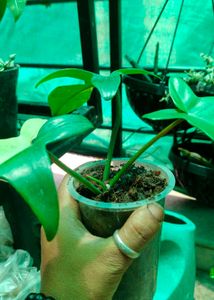 Florida Beauty Variegated Plant For Sale
