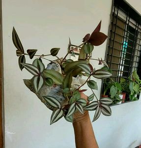 Pack 2  Zabronic &amp; nevernever plant 🌵