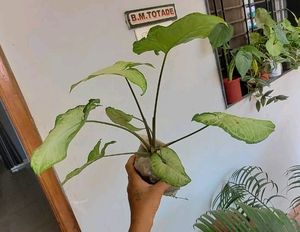 Pack 2 Arrowhead &amp; Pink Sadafuli Plant&#39;s