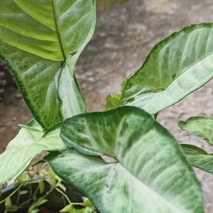 Syngonium Albo Variegatum
