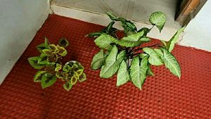 Set 2 Arrowhead &amp; Colues Plant&#39;s